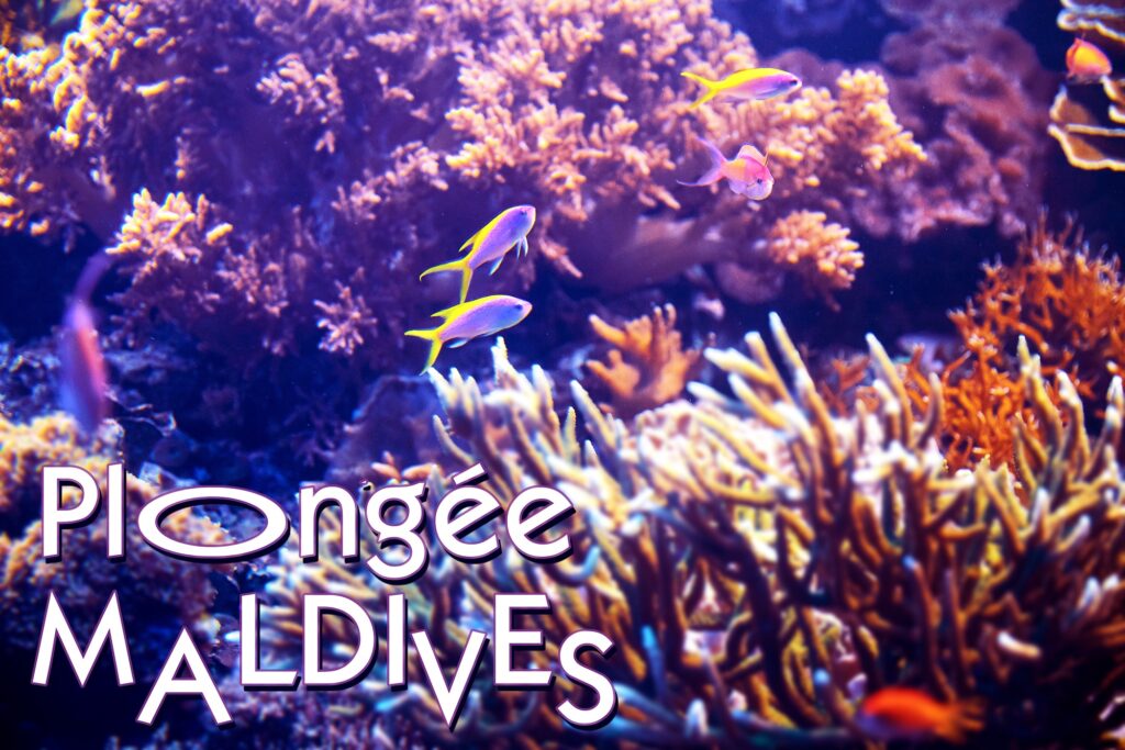 PlongeeMaldives